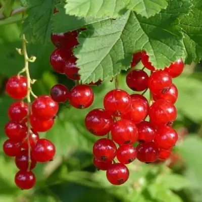 Смородина красная РОНДОМ в Минске