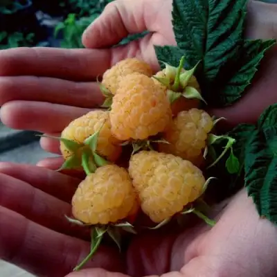 Малина ЗЮГАНА ЗОЛОТАЯ в Минске