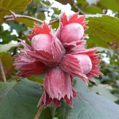 Фундук СКАРЛЕТТ в Минске