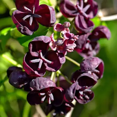 Акебия ПЯТЁРНАЯ  в Минске