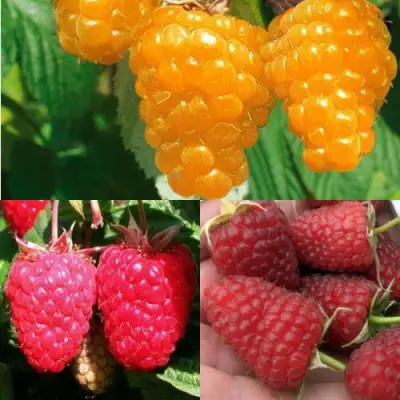 Комплект ЗОЛОТАЯ МАЛИНА в Минске