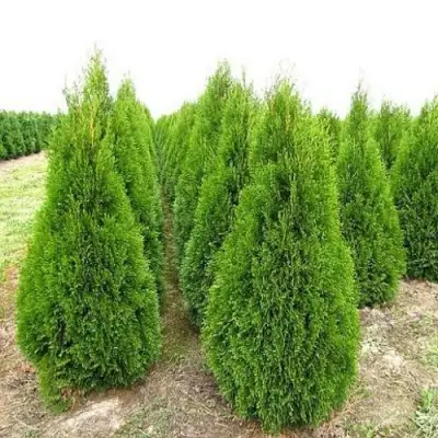 Туя СМАРАГД западная в Минске