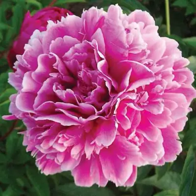 Пион ПУРПУРНАЯ ФЕЕРИЯ травянистый в Минске