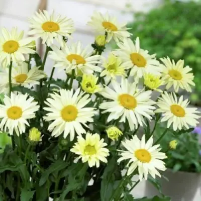 Нивяник БРОДВЕЙ ЛАЙТС великолепный в Минске