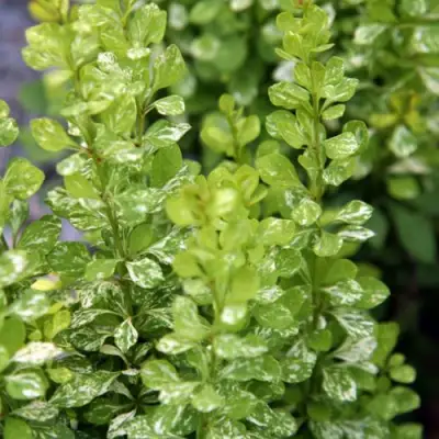 Барбарис ПАУ ВАУ тунберга в Минске