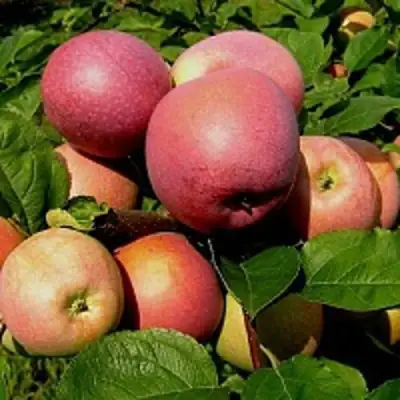 Яблоня СЛАВА ПОБЕДИТЕЛЯМ в Минске