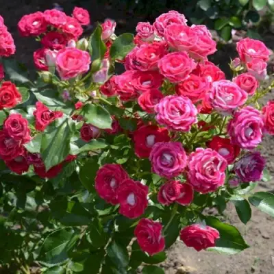 Роза ШОНЕ КОБЛЕНЦЕРИН флорибунда в Минске