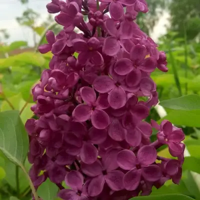 Сирень ИНДИЯ в Минске