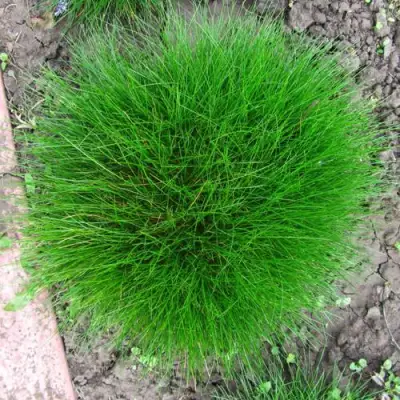 Овсяница ГОТЬЕ в Минске