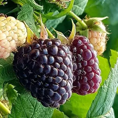 Малина БЛЭК ПОЛЬКА (ХЕБАН) в Минске