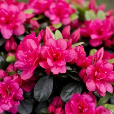 Азалия КАНЗОНЕТТА японская в Минске