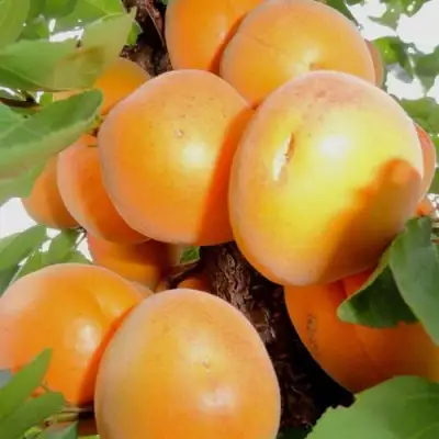 Абрикос ДЕСЕРТНЫЙ в Минске