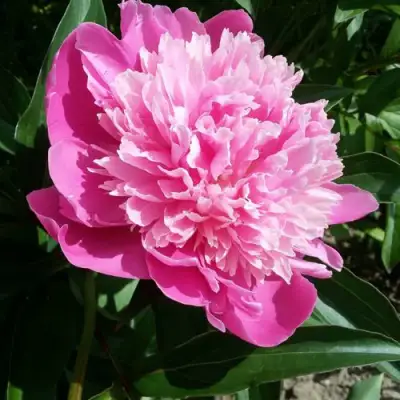 Пион ГОЛУБАЯ ХРИЗАНТЕМА травянистый в Минске