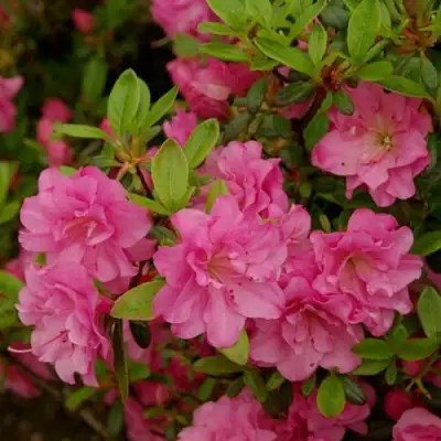 Азалия РОЗИНЕТТА японская в Минске