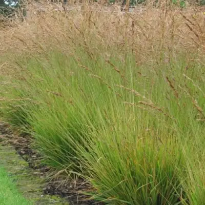 Молиния ПОЛ ПЕТЕРСОН голубая в Минске