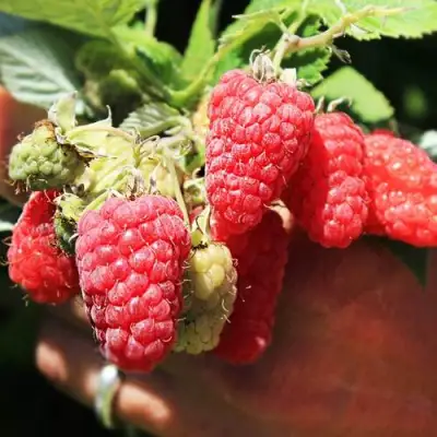 Малина ПАТРИЦИЯ в Минске