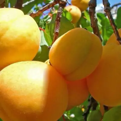 Абрикос ПАМЯТЬ ЛОЙКО в Минске