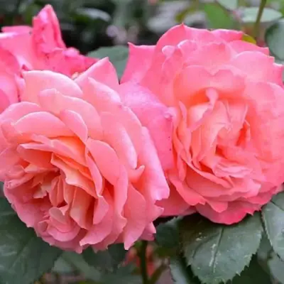 Роза ИНСТИТУТ ЛЮМЬЕР шраб в Минске