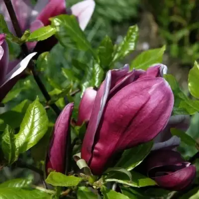 Магнолия НИГРА в Минске