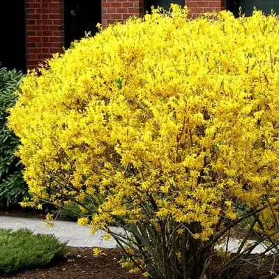 Форзиция ЛИНВУД в Минске