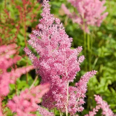 Астильба РЕЙНЛЕНД японская в Минске