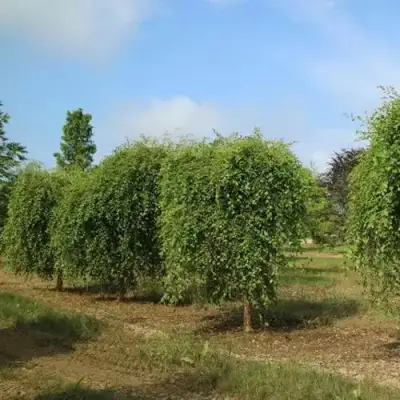 Береза САММЕР КАСКАД черная в Минске