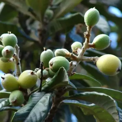 МУШМУЛА  в Минске