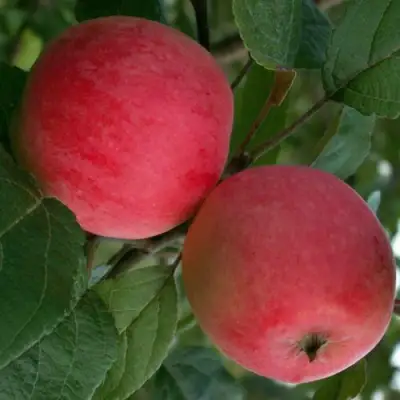 Яблоня СУЙСЛЕПСКОЕ (МАЛИНОВКА) в Минске