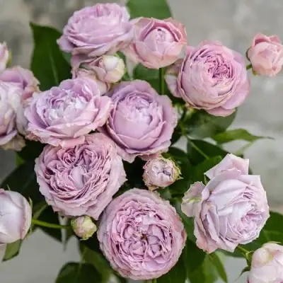 Роза ЛАВАНДЕР БАБЛС спрей в Минске