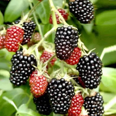 Ежемалина ДАРРОУ в Минске