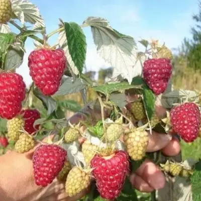 Малина ЖАР-ПТИЦА в Минске