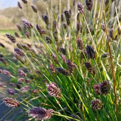 Сейслерия ХЕФЛЕРА в Минске