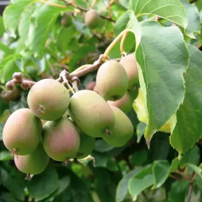 Актинидия ЛЮСИ аргута  в Минске