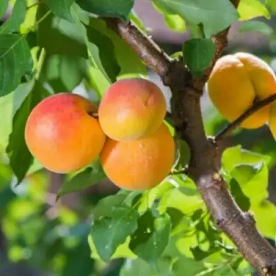 Абрикос РИТАУСМА в Минске