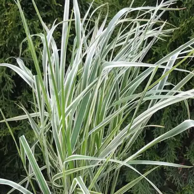 Вейник ОВЕРДАМ остроцветковый в Минске