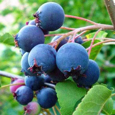 Ирга ПЕМБИНА в Минске