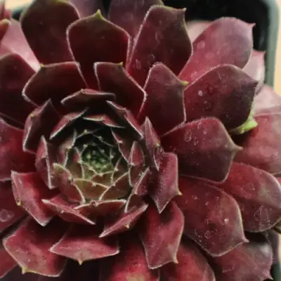 Молодило БЛЭК МОУНТЭЙН в Минске