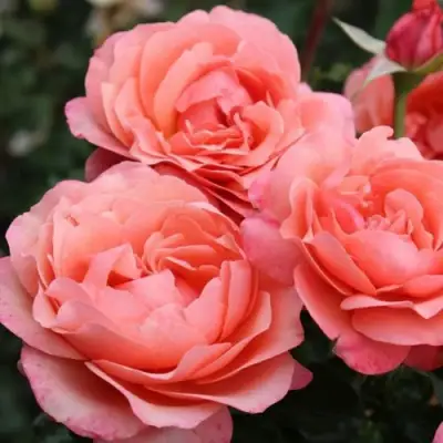 Роза КОРАЛ ЛИОНС РОУЗ флорибунда в Минске