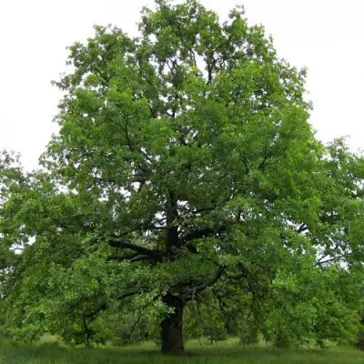 Дуб черешчатый в Минске