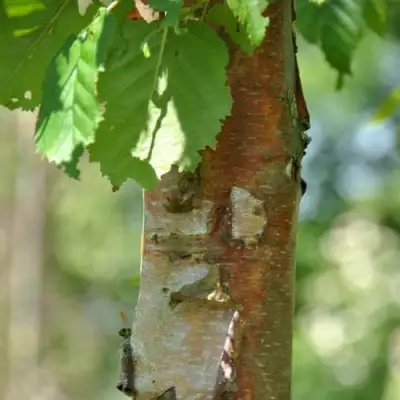 Береза бумажная в Минске