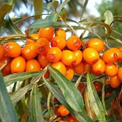 Облепиха БОТАНИЧЕСКАЯ в Минске