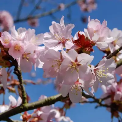 Вишня РАНЧО САРЖЕНТА в Минске