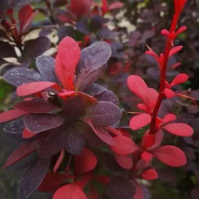 Барбарис РЕД ПИЛЛАР тунберга в Минске