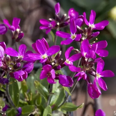Арабис РОУЗ делайт в Минске