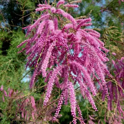 Тамарикс ПИНК КАСКАД в Минске