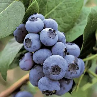 Голубика ПАТРИОТ в Минске