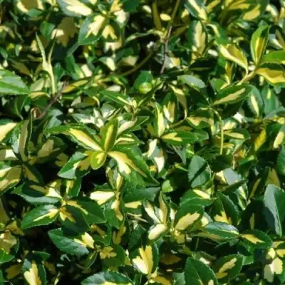 Бересклет САНСПОТ форчуна в Минске