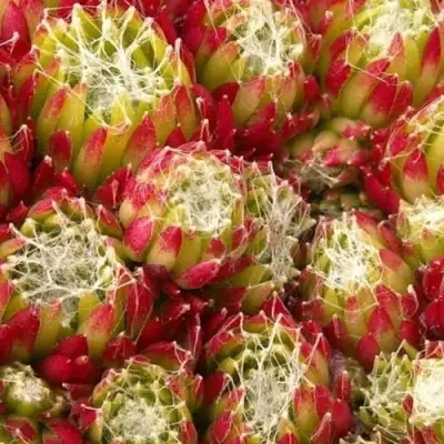 Молодило ХУКЕРА в Минске