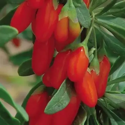 Годжи ВЯЧЕСЛАВ в Минске