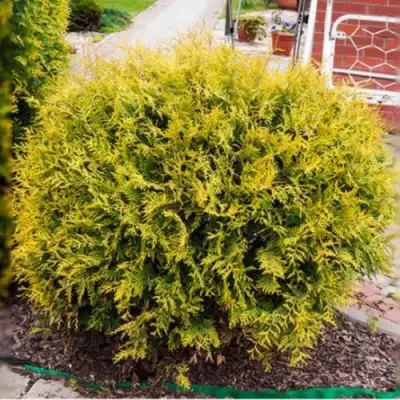 Туя КОЛЛЕРС ГОЛД складчатая в Минске